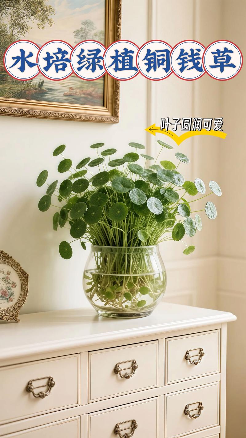 铜钱水培还是土培，哪种更合适？-第1张图片-吾爱花网