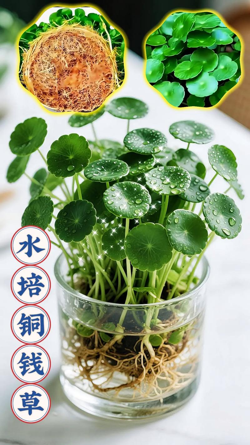 铜钱水培还是土培，哪种更合适？-第2张图片-吾爱花网