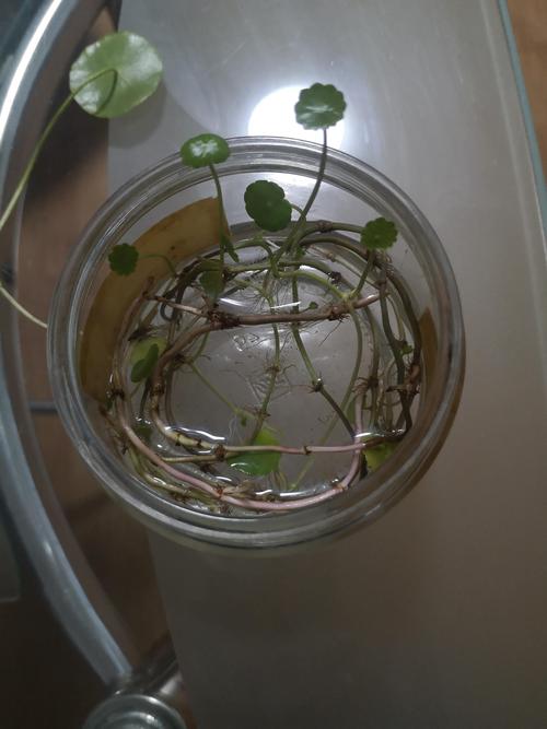 铜钱水培还是土培，哪种更合适？-第3张图片-吾爱花网