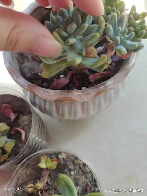 冬天多肉叶子变软掉落怎么办？-第2张图片-吾爱花网