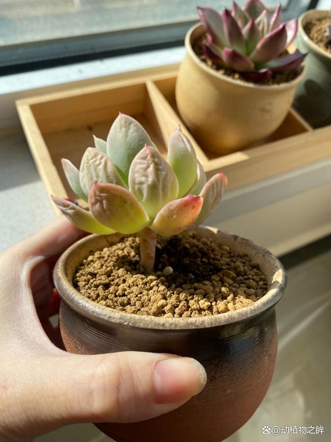 冬天多肉叶子变软掉落怎么办？-第1张图片-吾爱花网