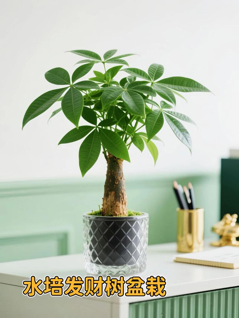 水培发财树施肥该注意什么？-第1张图片-吾爱花网
