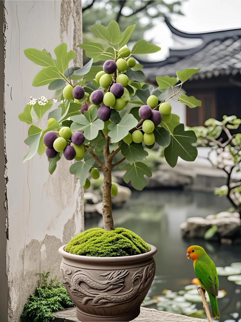 盆栽无花果用什么肥料好？-第3张图片-吾爱花网