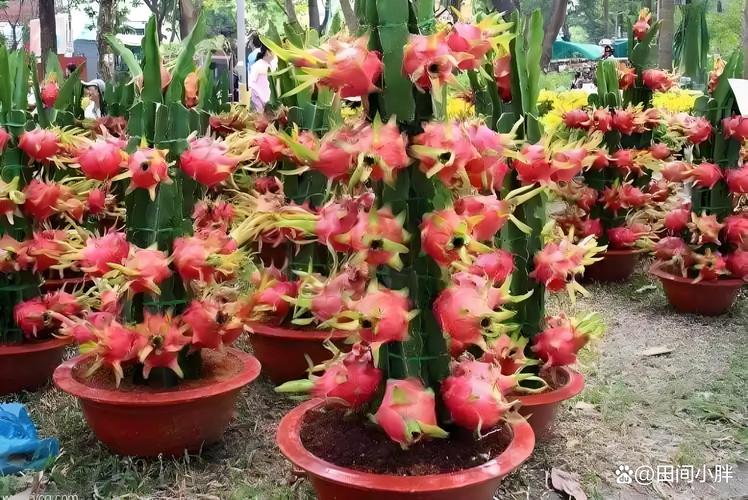 火龙果树盆栽怎么养才结果？-第1张图片-吾爱花网