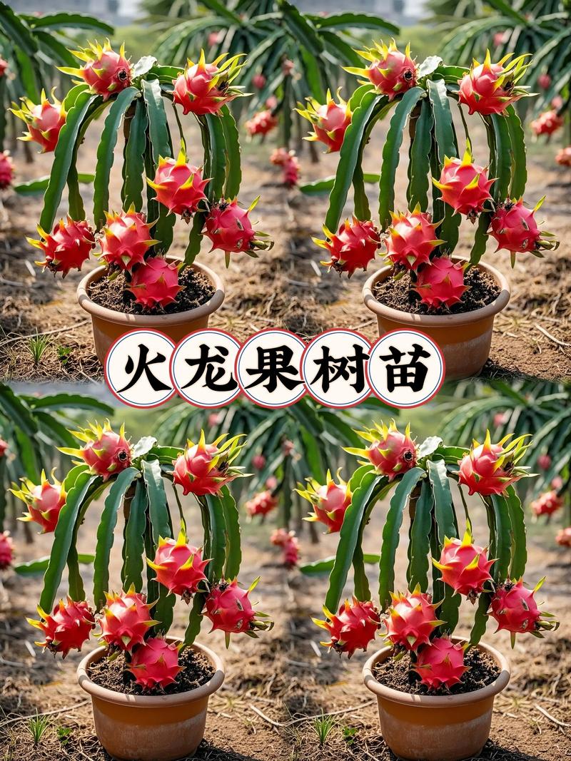 火龙果树盆栽怎么养才结果？-第2张图片-吾爱花网