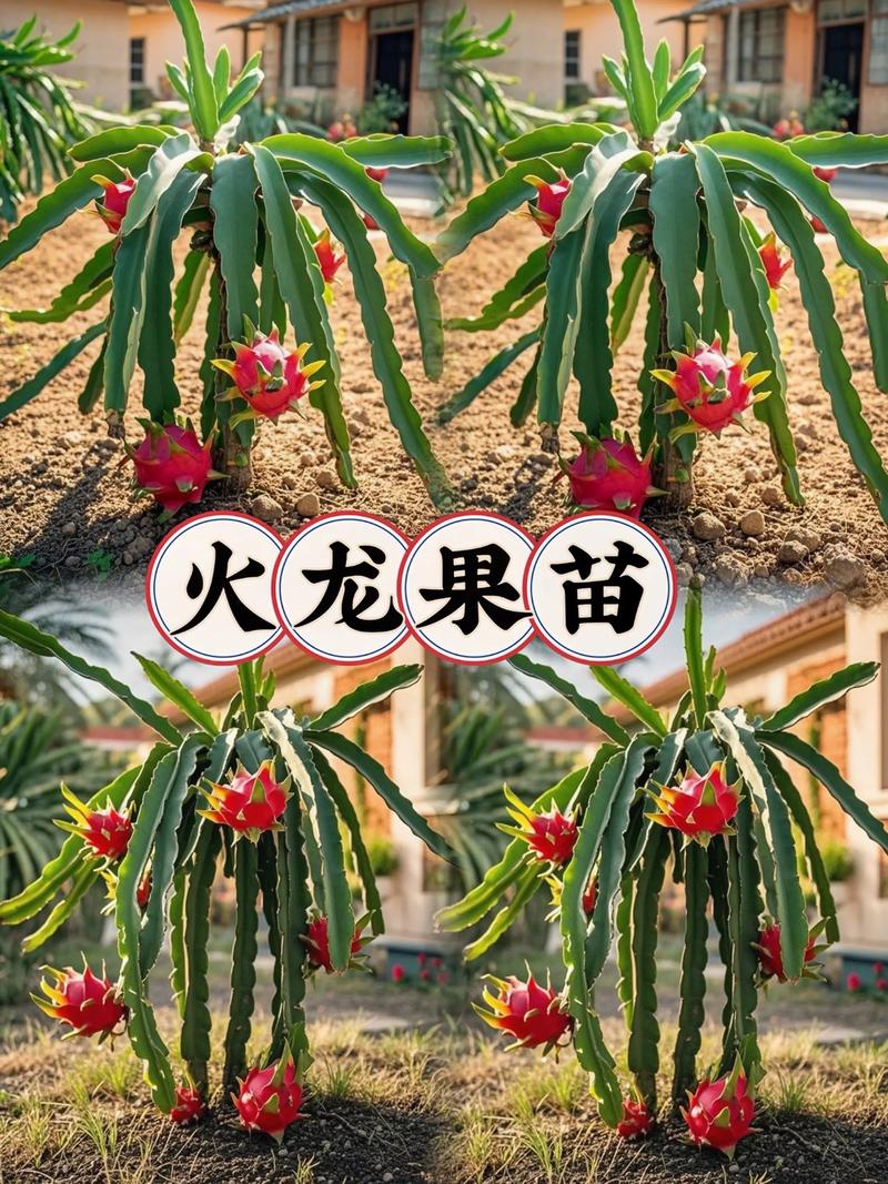 火龙果树盆栽怎么养才结果？-第3张图片-吾爱花网