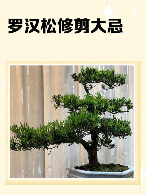 罗汉松枝怎么修剪才好看？-第1张图片-吾爱花网