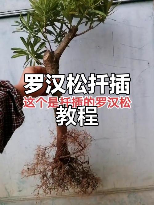 罗汉松枝怎么修剪才好看？-第3张图片-吾爱花网