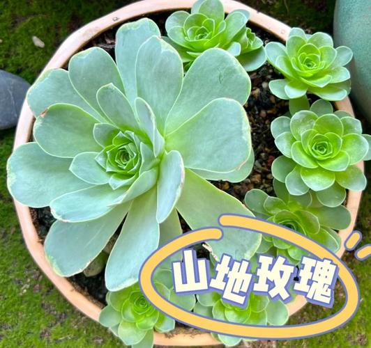 多肉小叶玫瑰浇水要注意什么？-第2张图片-吾爱花网