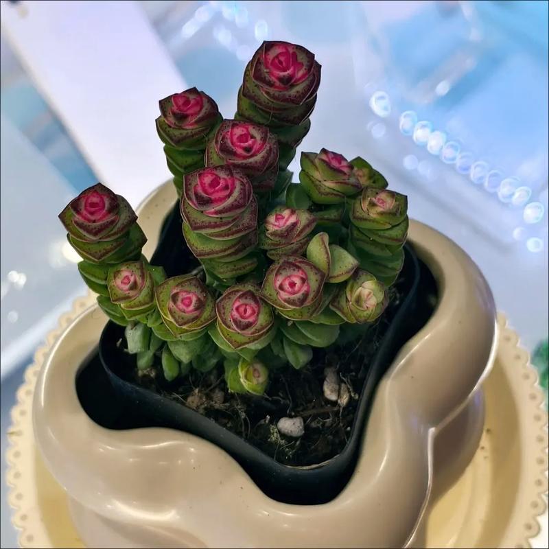 多肉小叶玫瑰浇水要注意什么?-第1张图片-吾爱花网 多肉小叶玫瑰浇水要注意什么?-第1张图片-吾爱花网