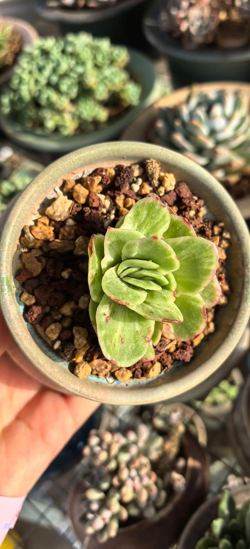 多肉小叶玫瑰浇水要注意什么?-第3张图片-吾爱花网 多肉小叶玫瑰浇水要注意什么?-第3张图片-吾爱花网