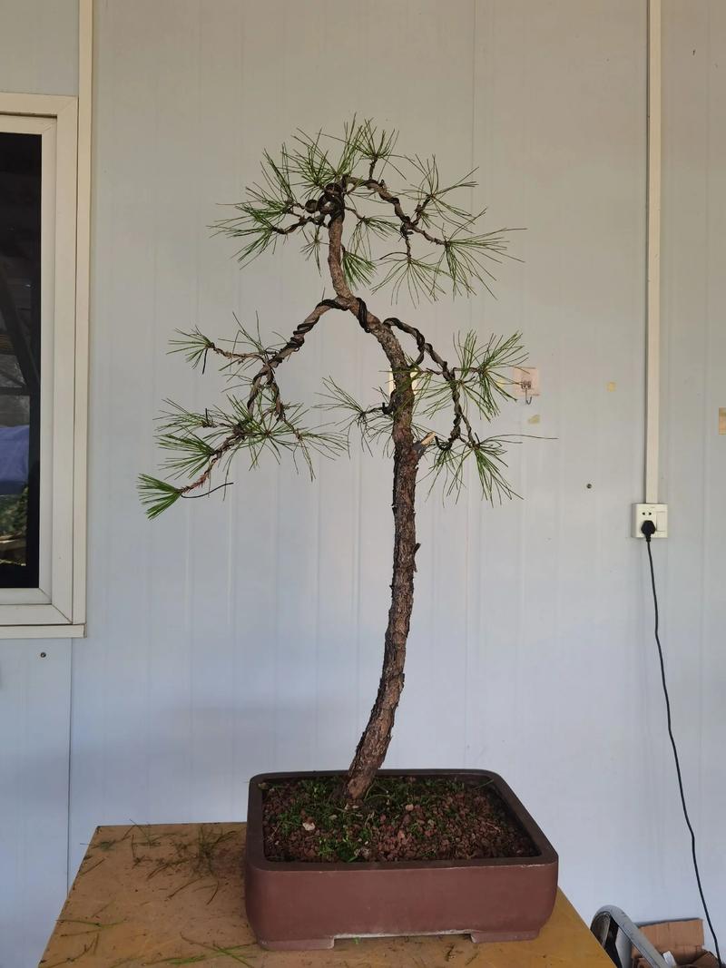 这种长得像松树的盆栽是什么品种?-第2张图片-吾爱花网 这种长得像松树的盆栽是什么品种?-第2张图片-吾爱花网