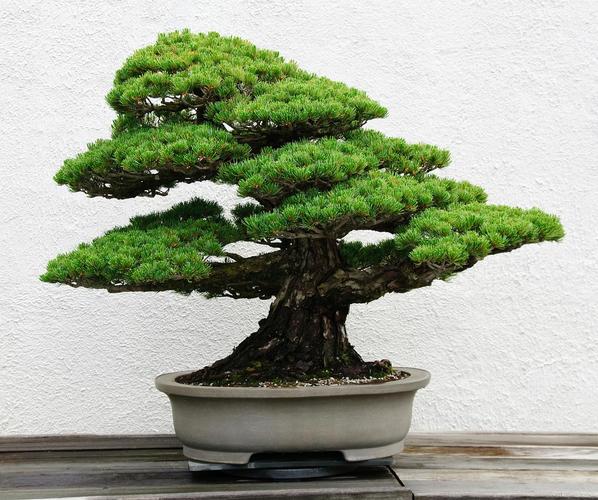 这种长得像松树的盆栽是什么品种?-第1张图片-吾爱花网 这种长得像松树的盆栽是什么品种?-第1张图片-吾爱花网