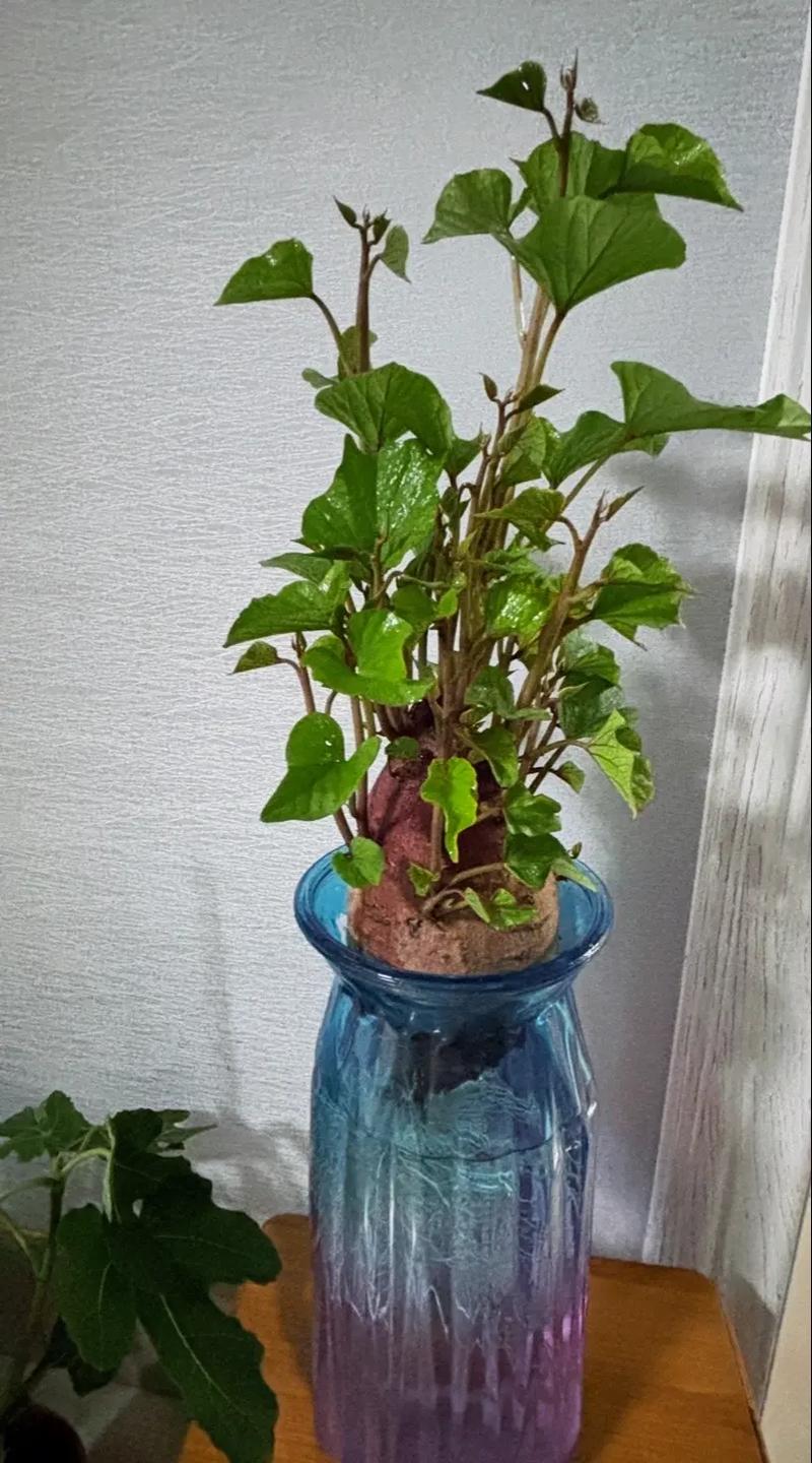 水培红薯根系会疯长吗?-第1张图片-吾爱花网 水培红薯根系会疯长吗?-第1张图片-吾爱花网