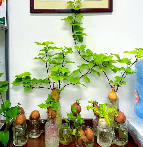 水培红薯根系会疯长吗？-第3张图片-吾爱花网