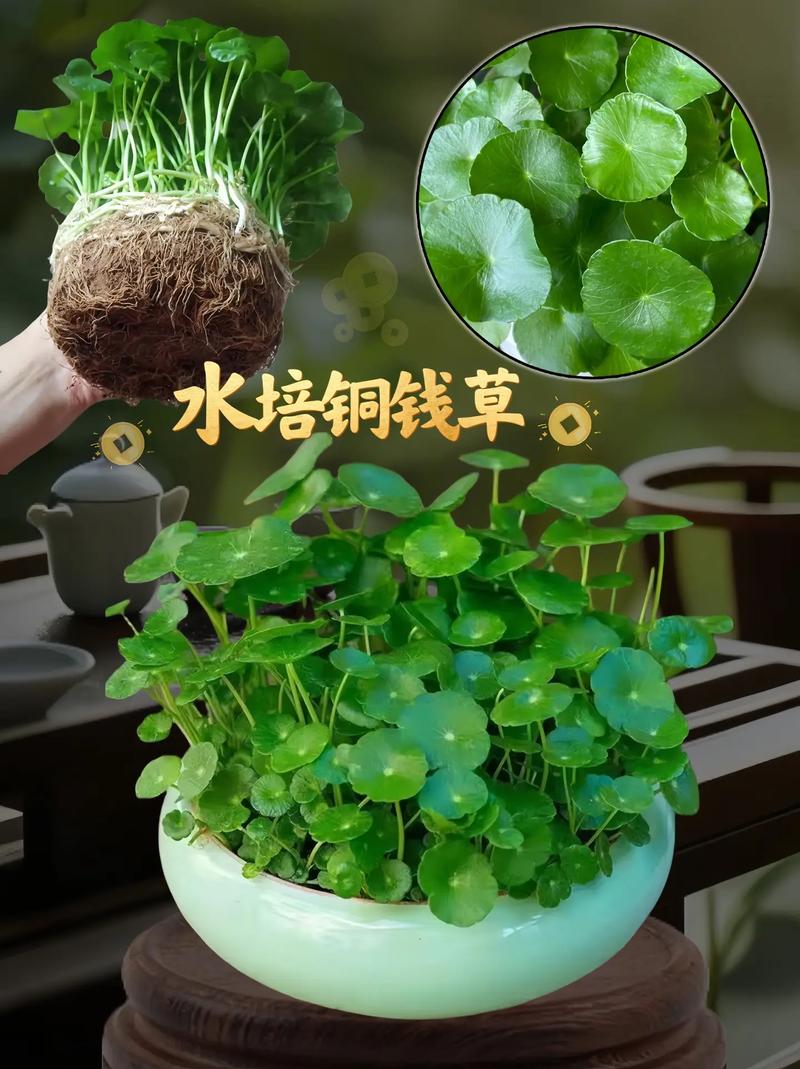 铜钱草水培养鱼怎么养护?-第2张图片-吾爱花网 铜钱草水培养鱼怎么养护?-第2张图片-吾爱花网