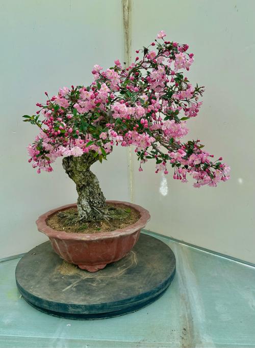 哪些海棠树适合盆栽?看图选!-第1张图片-吾爱花网 哪些海棠树适合盆栽?看图选!-第1张图片-吾爱花网