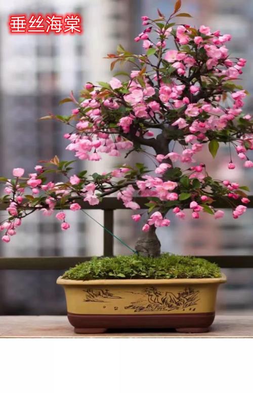 哪些海棠树适合盆栽？看图选！-第3张图片-吾爱花网