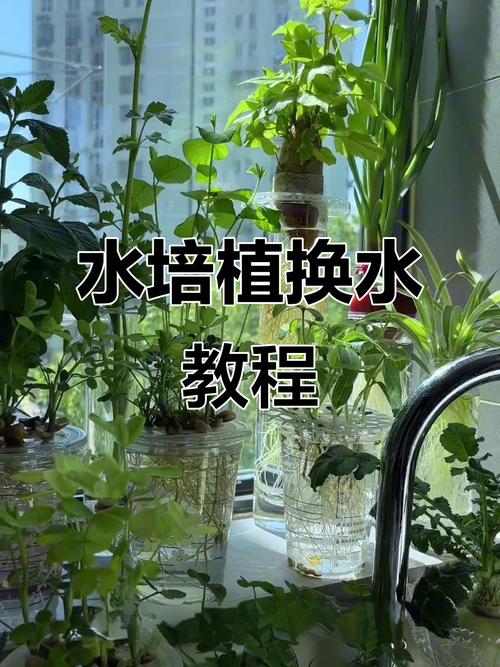 水培花的水怎么处理才合适？-第2张图片-吾爱花网