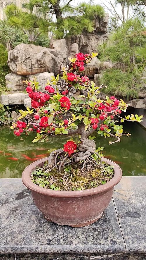 哪种海棠盆栽好看？-第3张图片-吾爱花网
