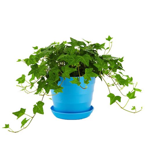 金边常春藤能水培吗?-第1张图片-吾爱花网 金边常春藤能水培吗?-第1张图片-吾爱花网