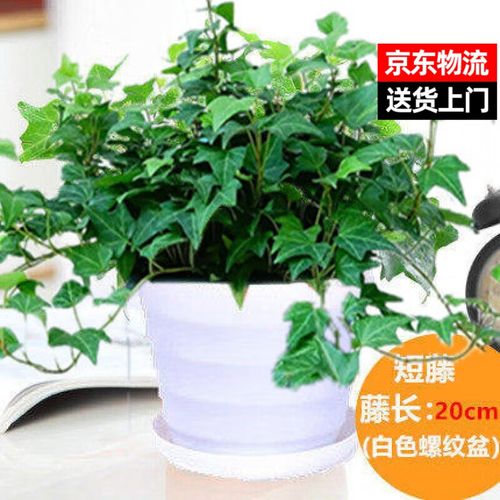 金边常春藤能水培吗?-第3张图片-吾爱花网 金边常春藤能水培吗?-第3张图片-吾爱花网