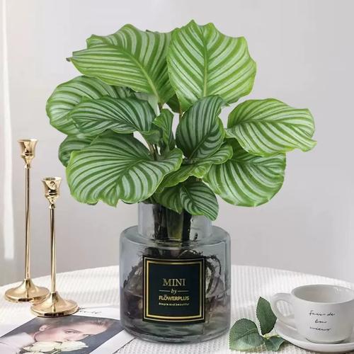 所有竹芋都能水培吗？-第1张图片-吾爱花网