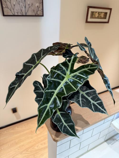 所有竹芋都能水培吗？-第2张图片-吾爱花网