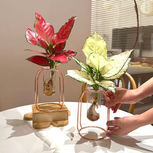 所有竹芋都能水培吗？-第3张图片-吾爱花网