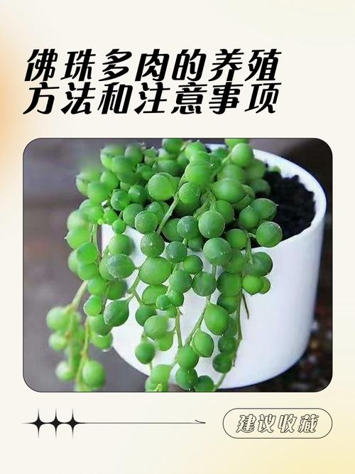 夏季养多肉,这些禁忌千万别犯?-第2张图片-吾爱花网 夏季养多肉,这些禁忌千万别犯?-第2张图片-吾爱花网