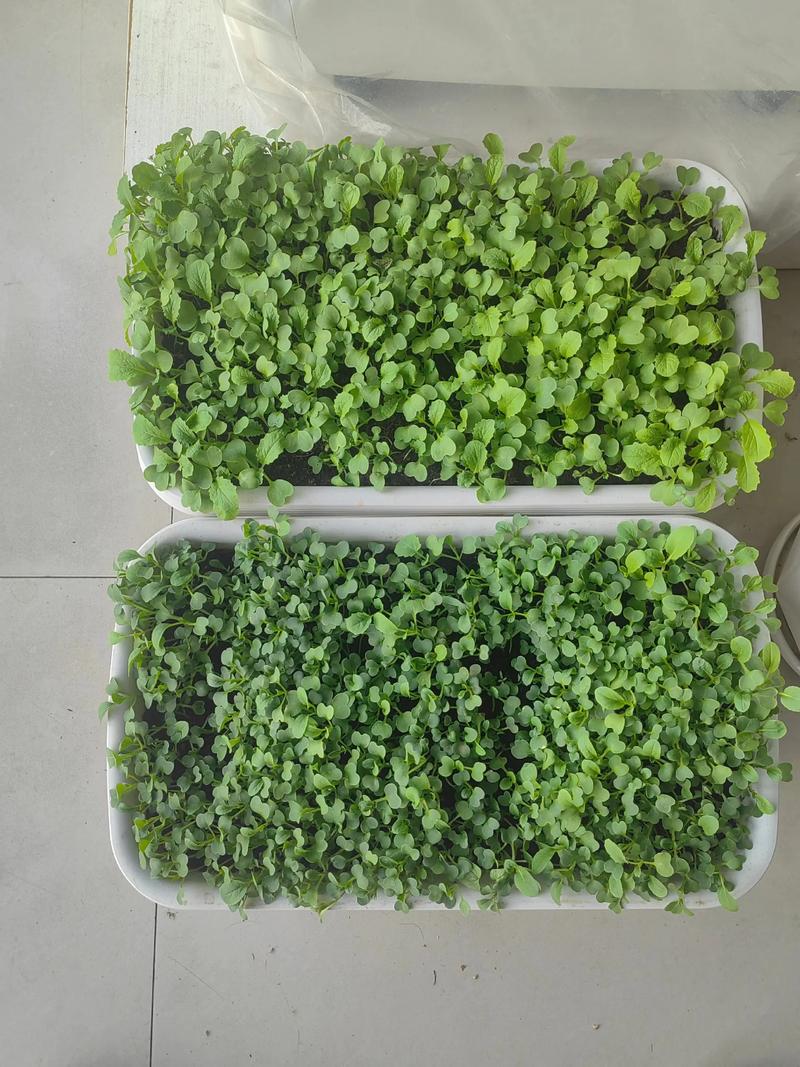 盆栽蔬菜产销如何协同突破？-第3张图片-吾爱花网