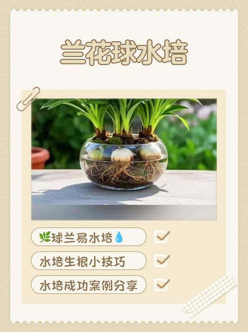 室内水培植物怎么养才活?-第2张图片-吾爱花网 室内水培植物怎么养才活?-第2张图片-吾爱花网