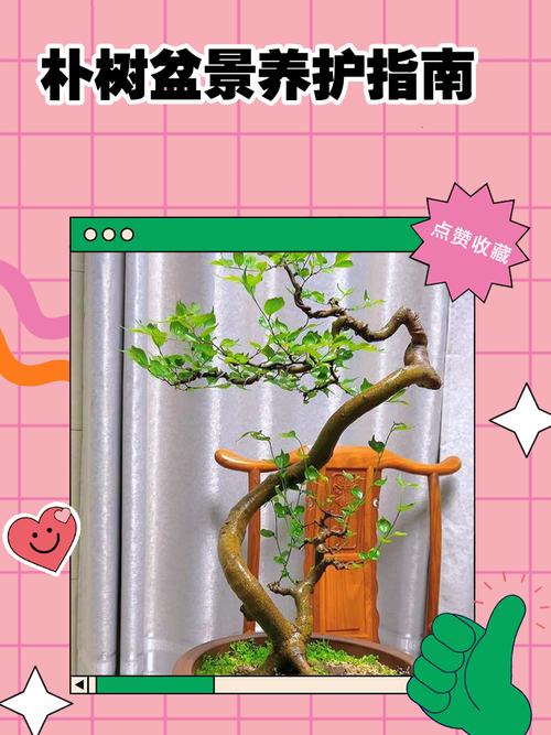 盆栽树冬天如何安全过冬?-第2张图片-吾爱花网 盆栽树冬天如何安全过冬?-第2张图片-吾爱花网