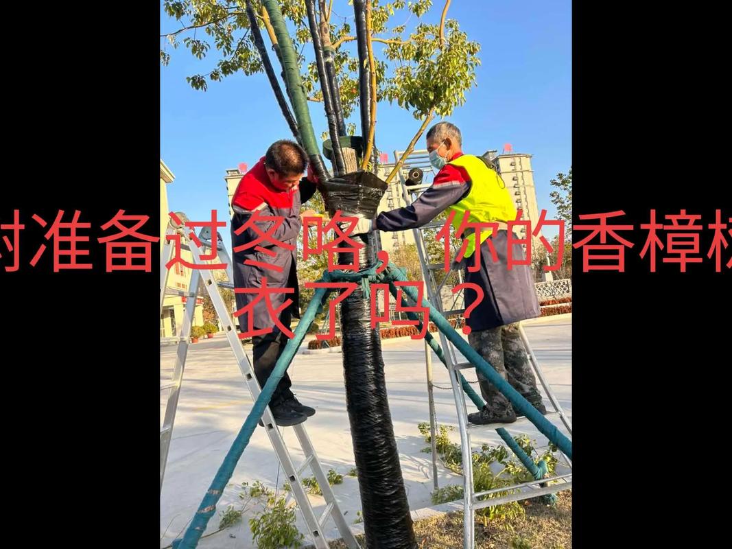 盆栽树冬天如何安全过冬？-第3张图片-吾爱花网