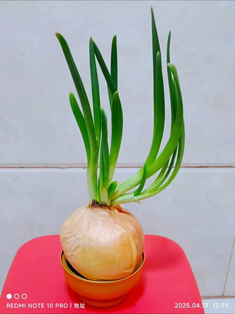洋葱不发芽也能种盆栽吗？-第2张图片-吾爱花网