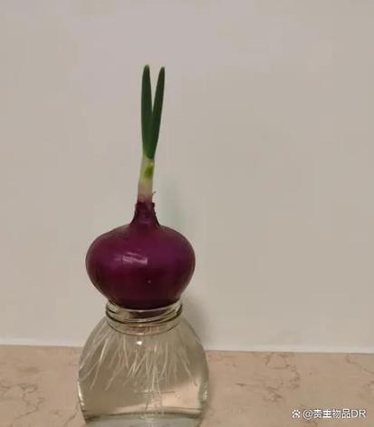 洋葱不发芽也能种盆栽吗？-第1张图片-吾爱花网