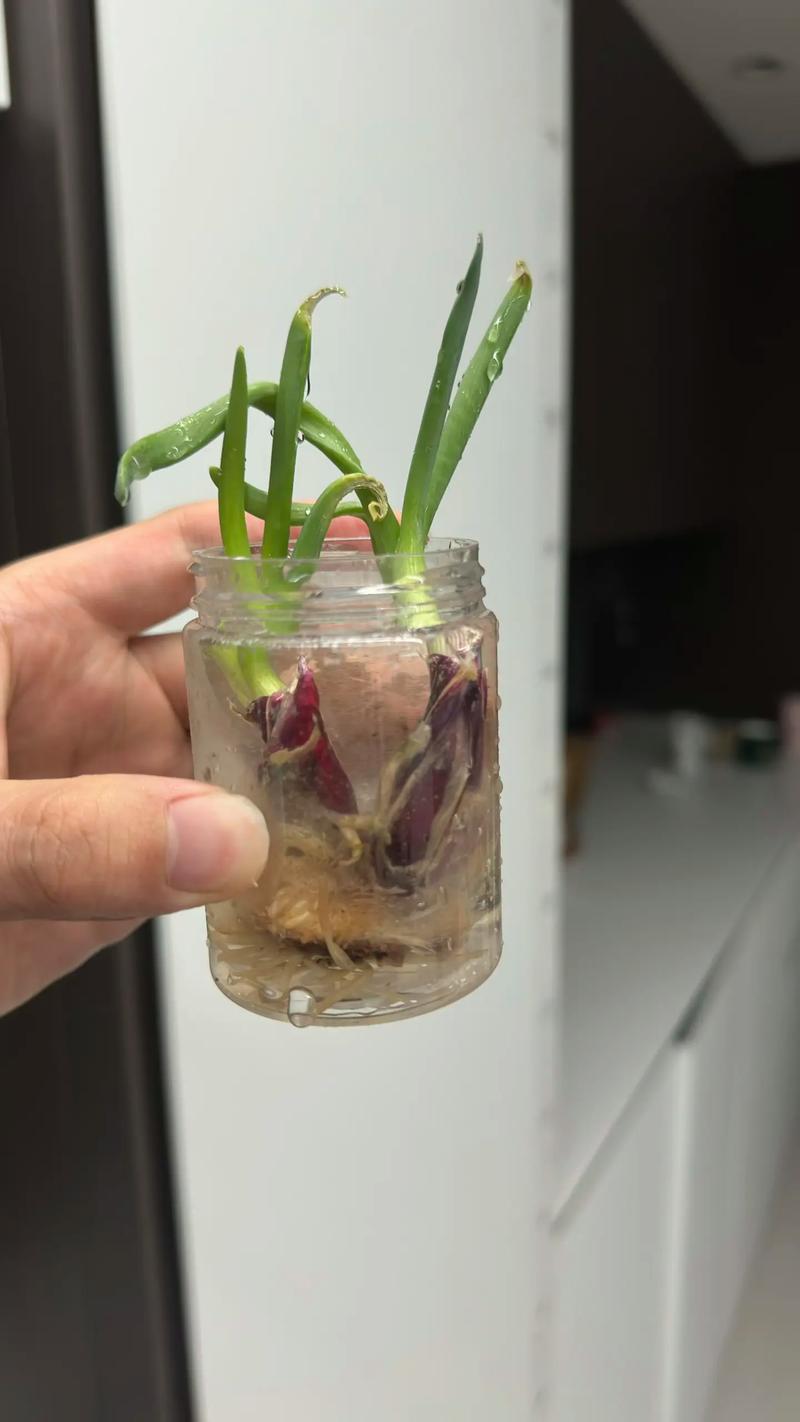 洋葱不发芽也能种盆栽吗？-第3张图片-吾爱花网