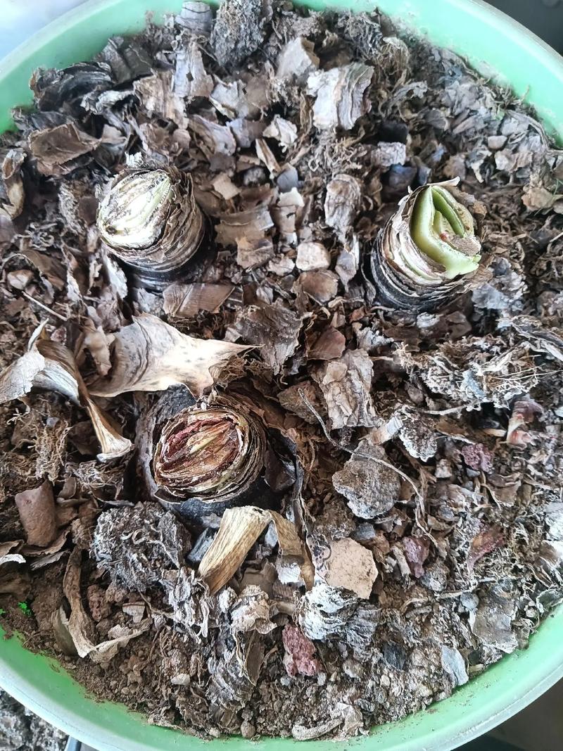 冬天能做盆栽实验吗？-第1张图片-吾爱花网