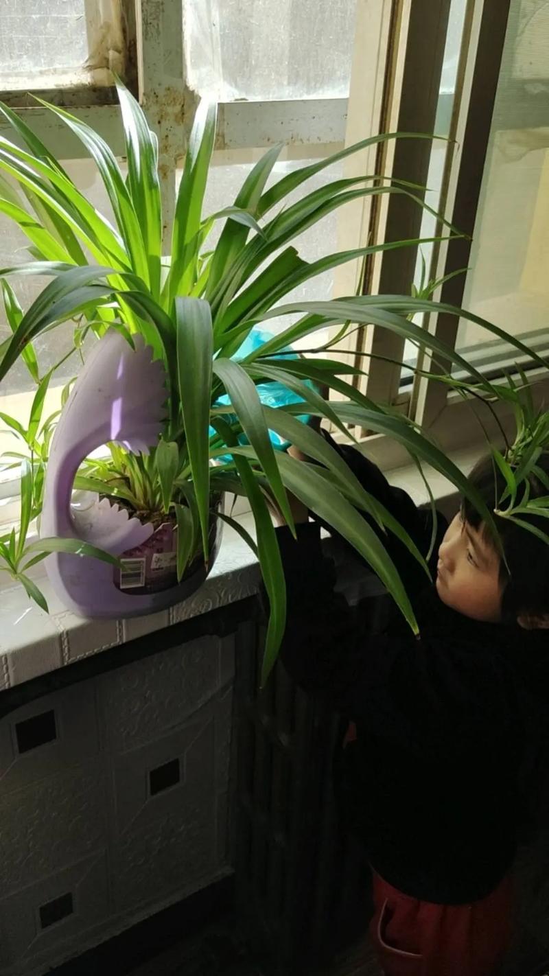 冬天能做盆栽实验吗？-第3张图片-吾爱花网