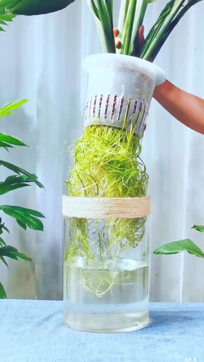 水培能用颗粒肥吗？-第1张图片-吾爱花网