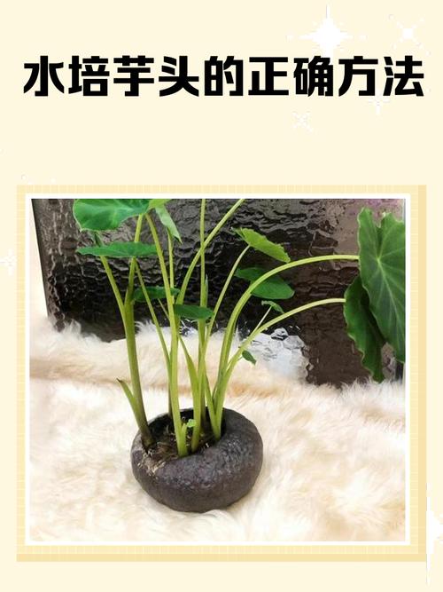 盆栽芋头为何迟迟不发芽？-第1张图片-吾爱花网