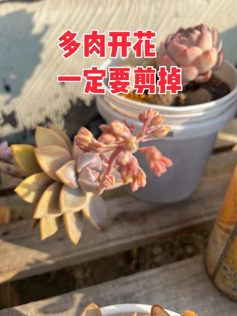 多肉开花剪掉后如何繁殖?-第1张图片-吾爱花网 多肉开花剪掉后如何繁殖?-第1张图片-吾爱花网