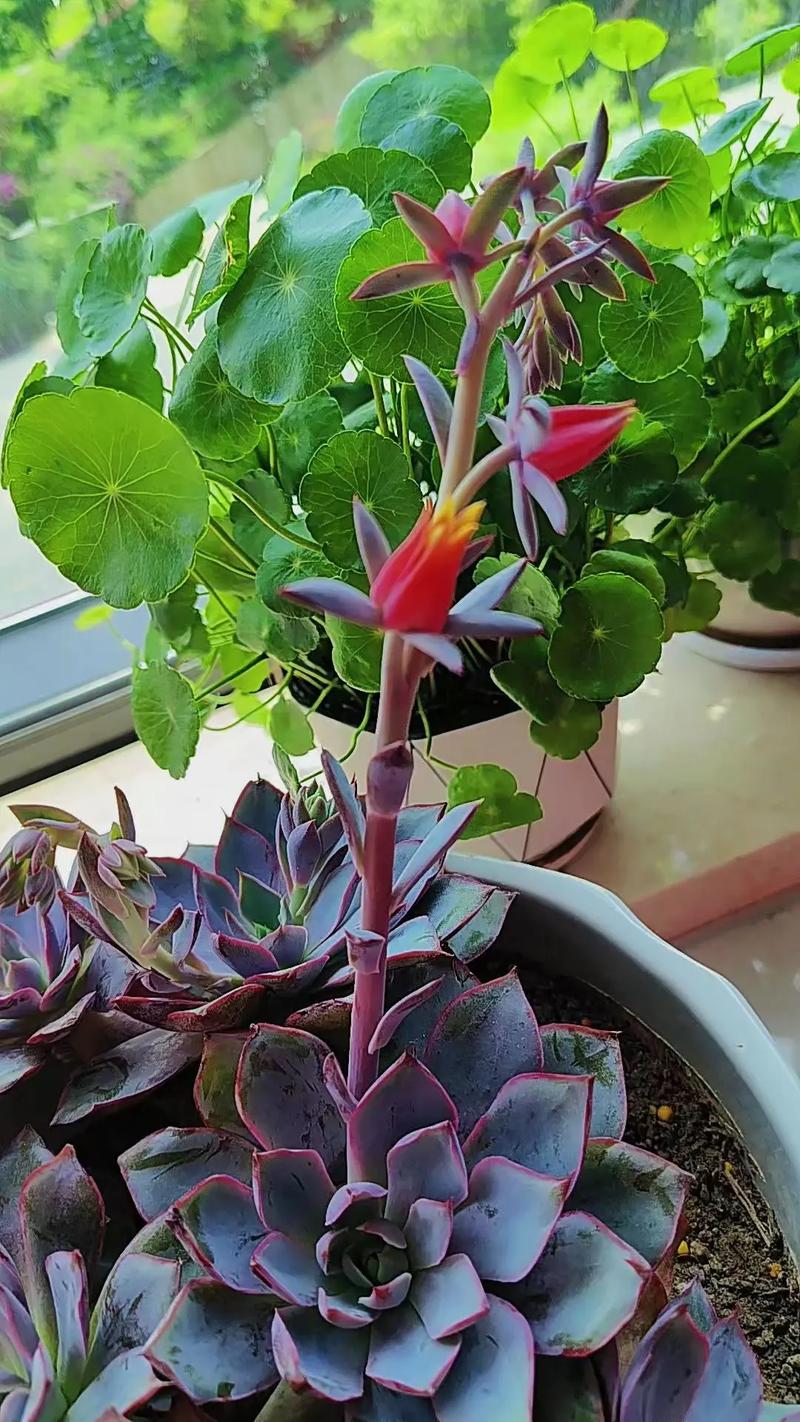 多肉开花剪掉后如何繁殖？-第2张图片-吾爱花网