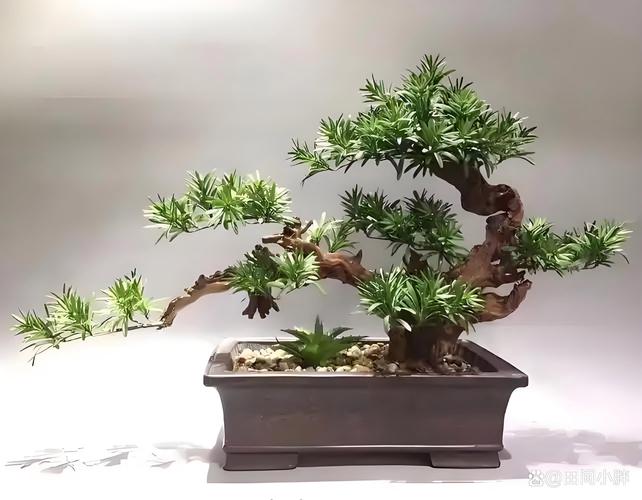 水培罗汉松杆变软发黄怎么办？-第1张图片-吾爱花网