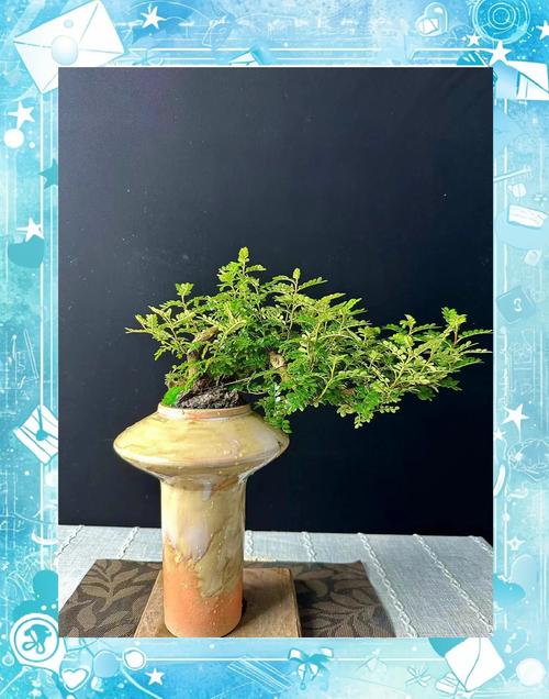 水培罗汉松杆变软发黄怎么办？-第2张图片-吾爱花网