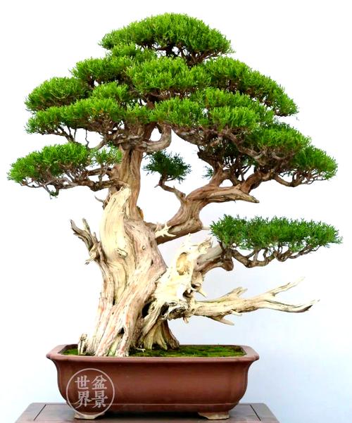 侧柏盆栽枝杆变褐是何原因?-第1张图片-吾爱花网 侧柏盆栽枝杆变褐是何原因?-第1张图片-吾爱花网