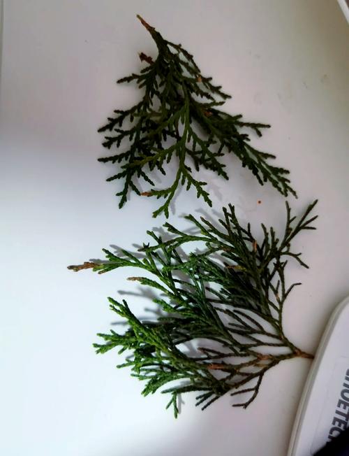 侧柏盆栽枝杆变褐是何原因?-第2张图片-吾爱花网 侧柏盆栽枝杆变褐是何原因?-第2张图片-吾爱花网