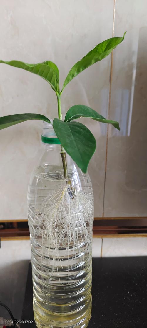 扦插水培水用不用更换-第1张图片-吾爱花网