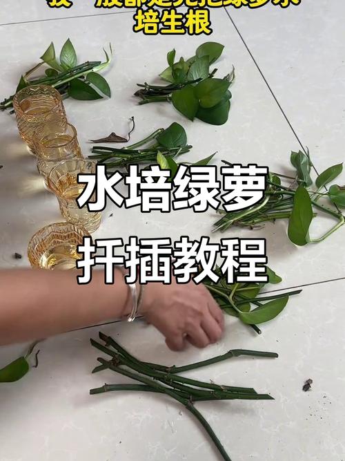扦插水培水用不用更换-第3张图片-吾爱花网