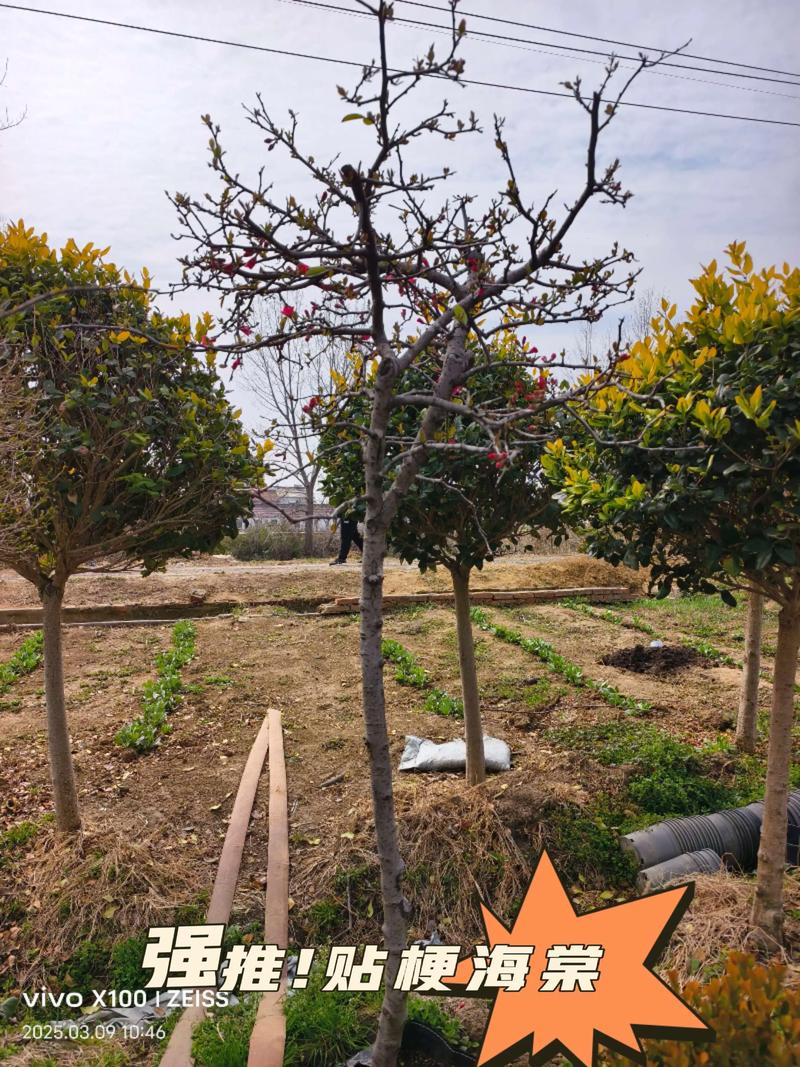 盆栽贴梗海棠浇水怎么浇？-第2张图片-吾爱花网